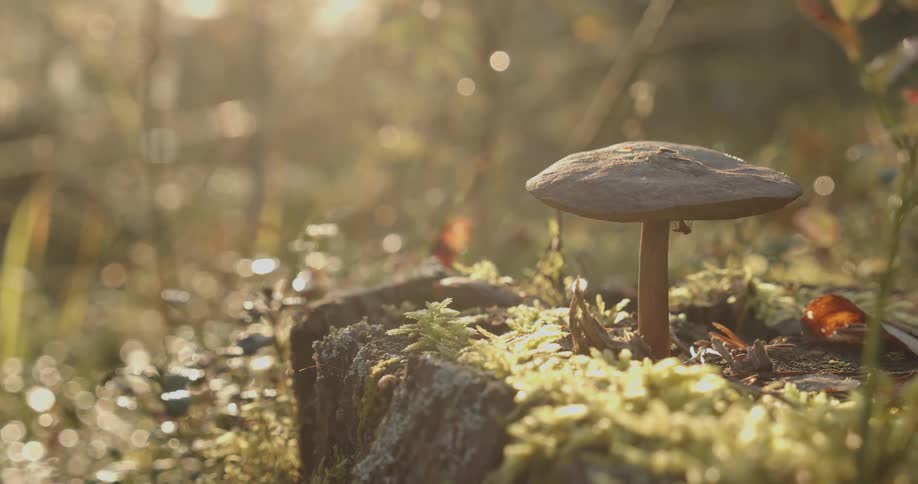 A single mushroom growing on a mosscovered log bathed in the warm glow of the morning sunlight filtering through the forest canopy