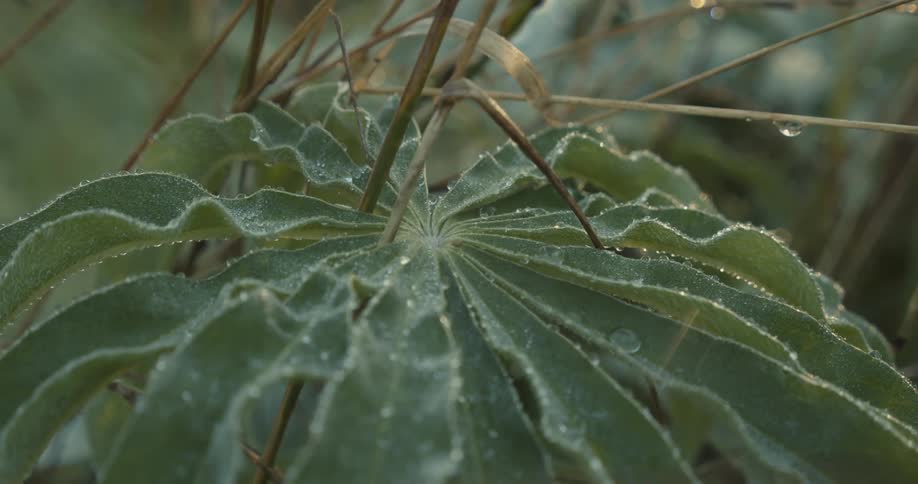 The plant is covered with dew