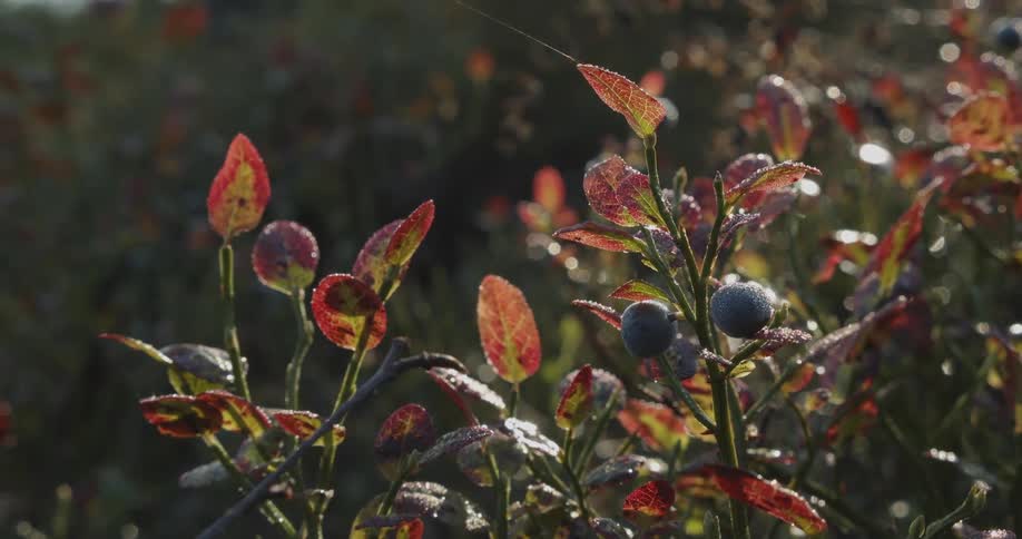 Berries grow on plants with multicolored leaves in a nature