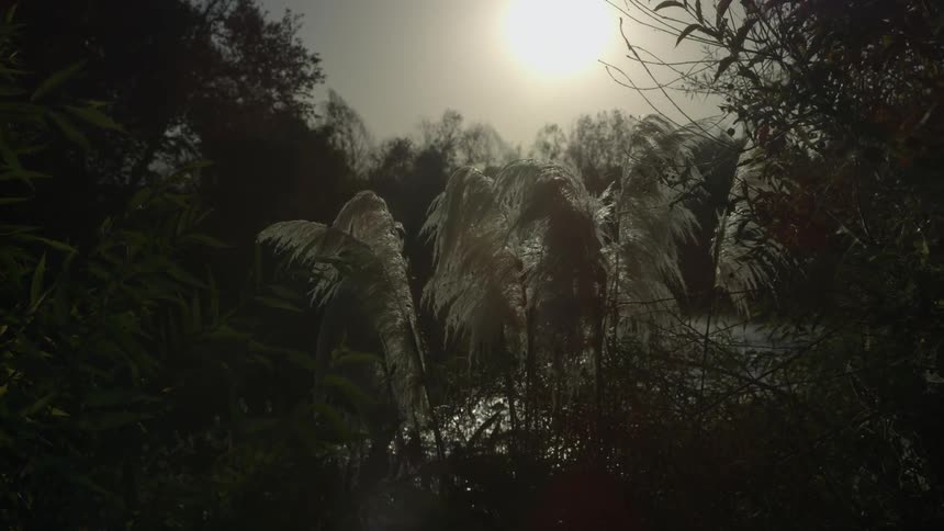 Sun shining through a haze onto a wooded area