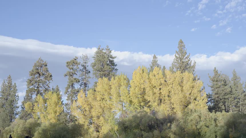 A view of trees that are yellow and green with a blue sky behind them