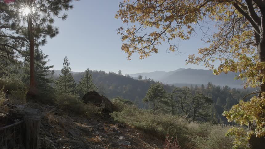 The sun is shining through a pine tree in a scenic area