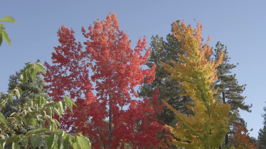 Fall colored trees against a clear blue sky