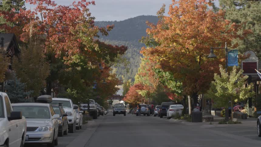 Fall-colored-tree-lined street in a city