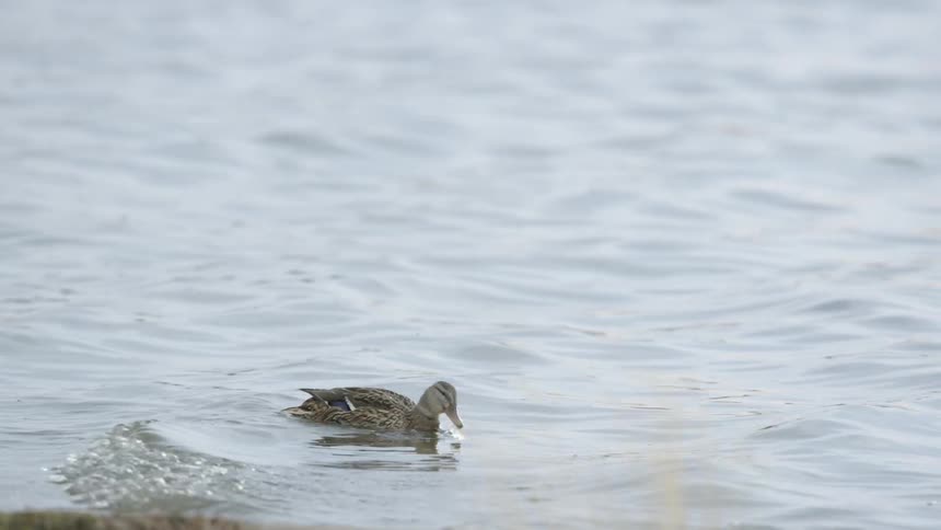 Duck eating as it travels on the water