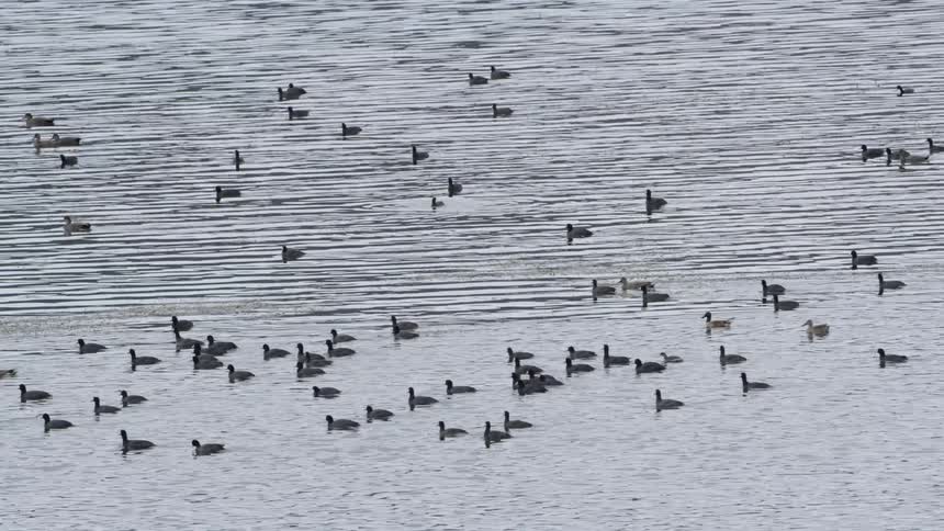 Dozens of ducks floating on some calm water