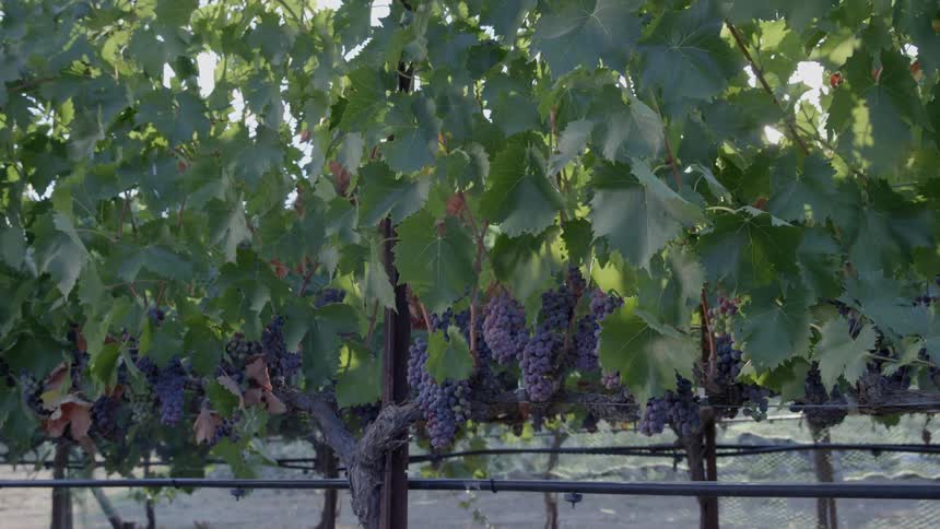 Grapes hanging in bunches on their vines