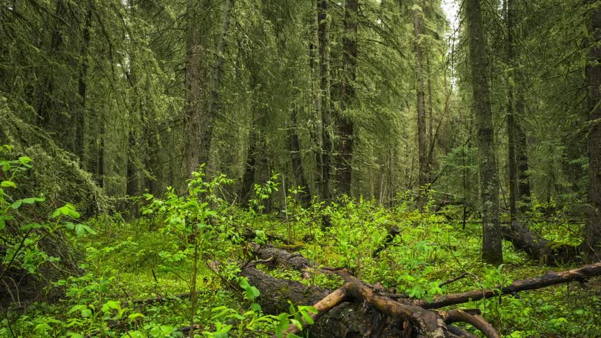 Natural scenery of a dense green forest
