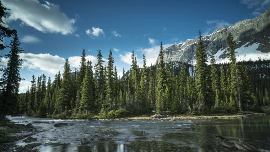 A clip of a river beside the forest