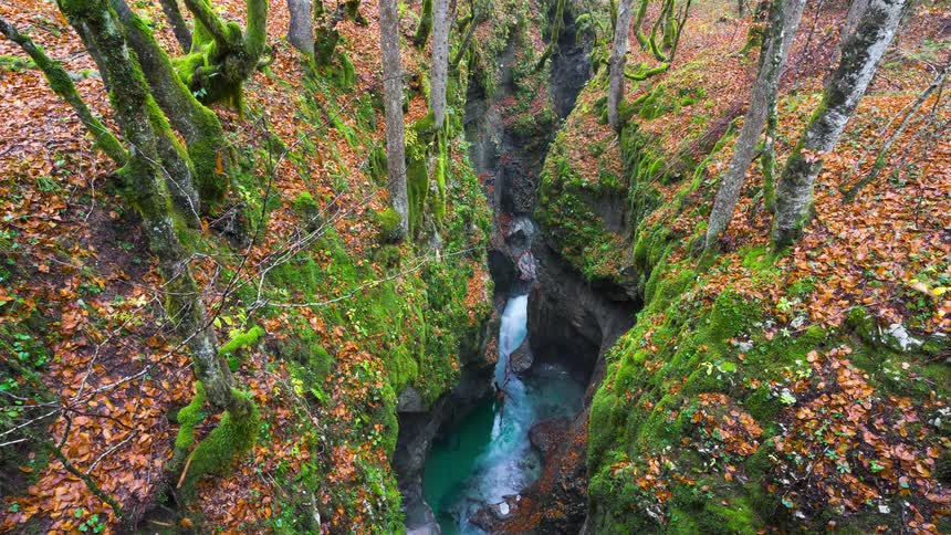 A small stream in a hole in the middle of a forest with thin trees and lots of leaves on the ground
