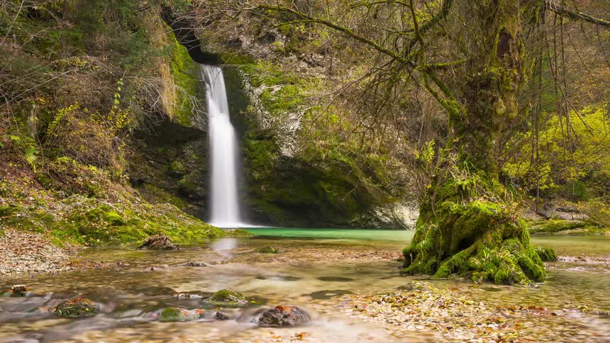 A waterfall flows into a pool there is a mosscovered tree and green plants around the pool