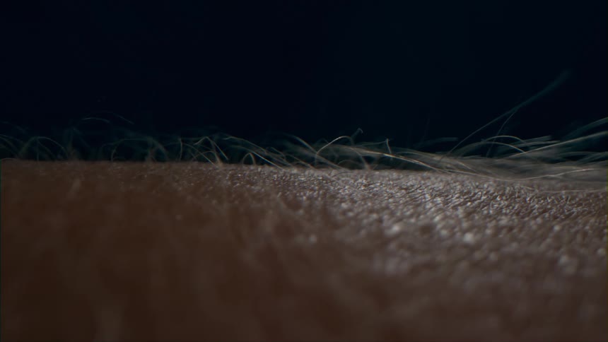 The hairs on a persons skin that are standing up straight