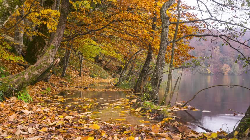 A river lies next to a deciduous forest on a cloudy autumn day