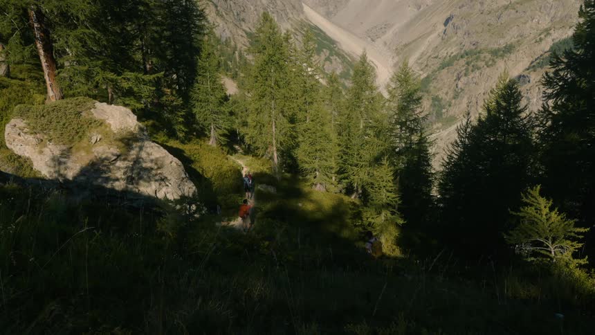 Backpackers hike along a path through a conifer forest standing on a mountain slope