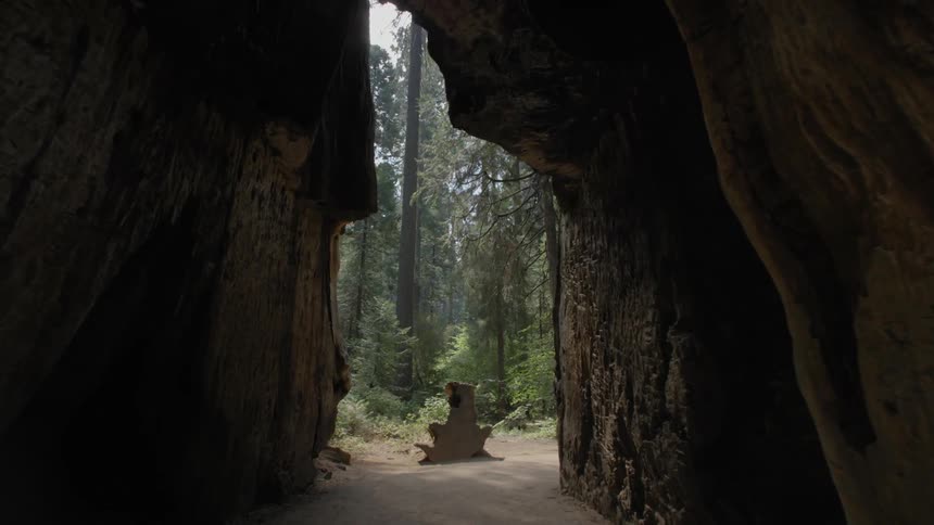 Path through a large redwood tree in the forest