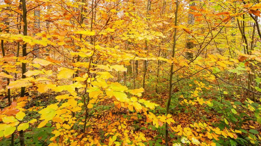 Dense forest in autumn season