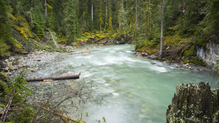 Landscape of a river flowing through a dense forest