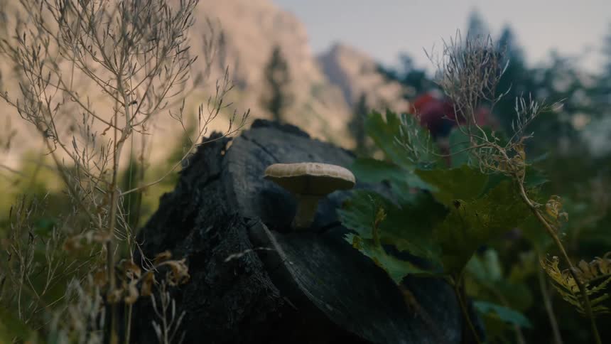 A mushroom grows on a blackened stump next to a trail where a man walks by