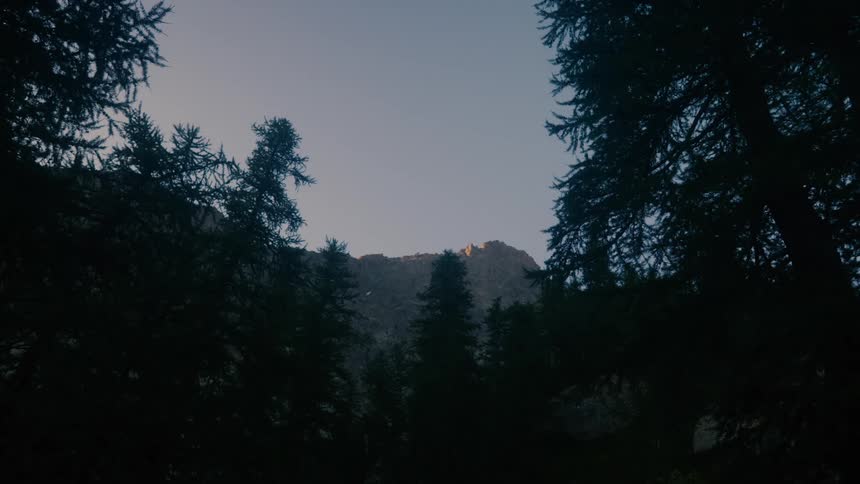 A clip of the forest in the night