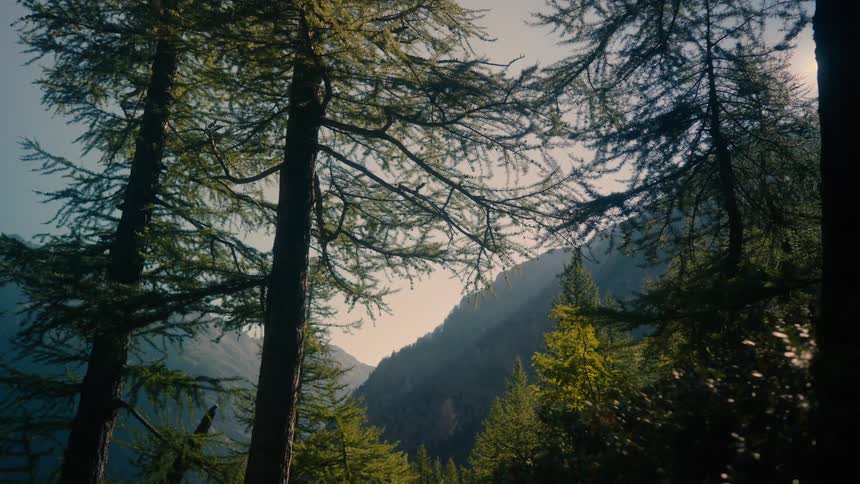 Landscape of a forest with an imposing mountain in the background