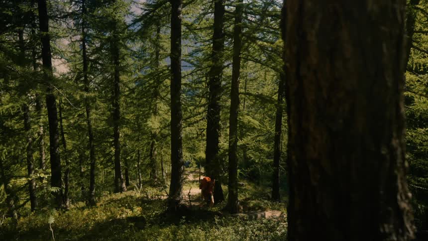 A hiker walks up a dirt path that runs through a forest
