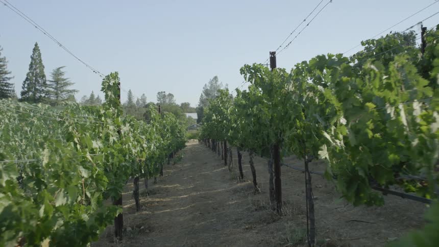 Moving view of a lane between trees in an orchard