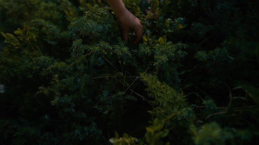Persons hand picking up a leaf from a bush in the forest