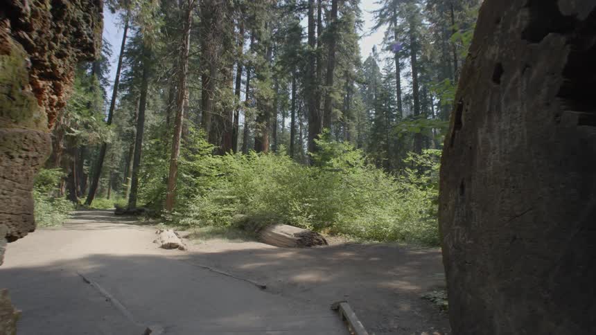 A log that was cut in the middle has formed a hiking trail