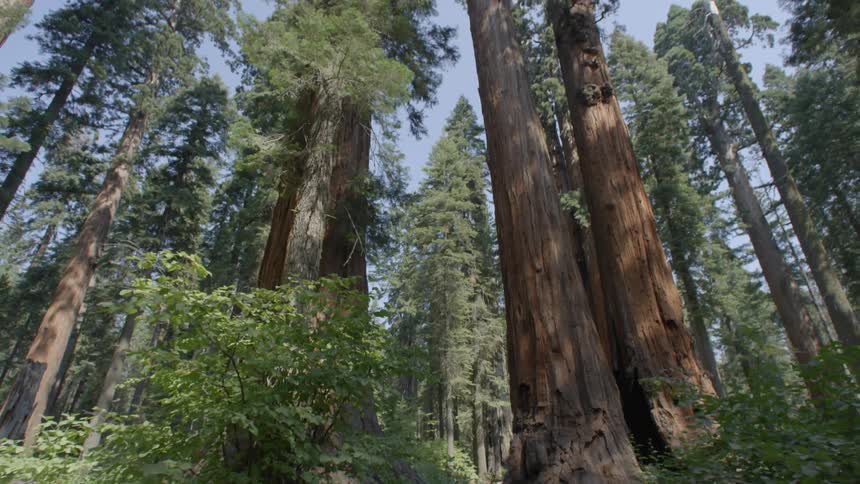 Tall trees line a small pathway