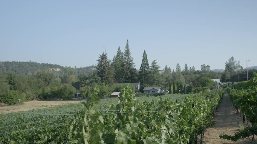 Rows of crops with a farmhouse in the distance on a clear day