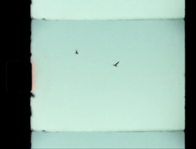 A clip of birds flying in the sky