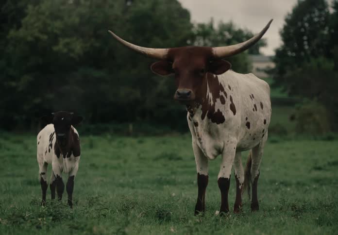 An adult cow and a calf are in a green grass pasture and both start looking to their left