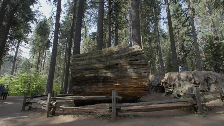 Part of a large tree trunk on display in the middle of a forest