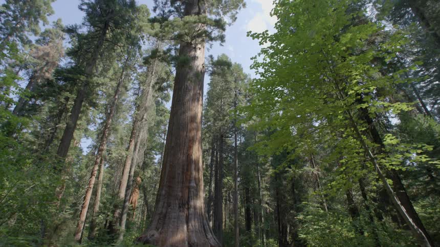A wooded path leads beneath giant redwood trees