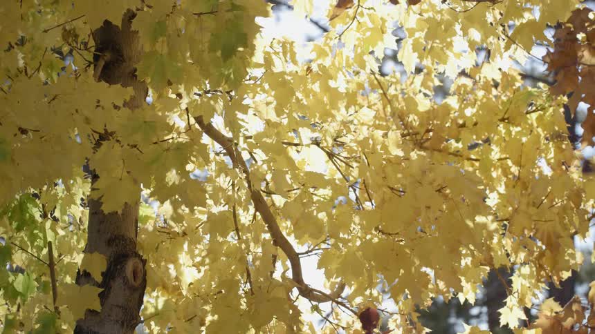 Yellowing leaves with sun shining through it