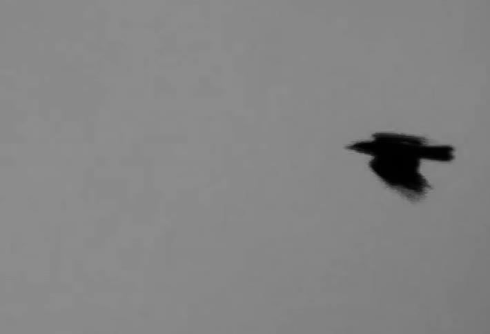 Black bird flying in a cloudy sky