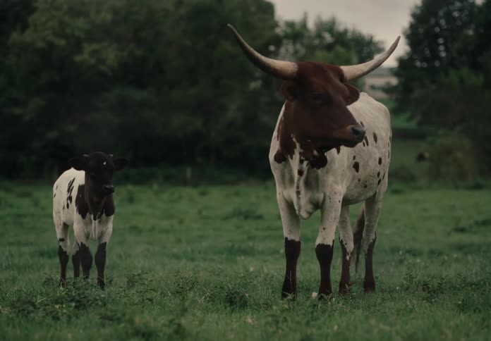 The cow and her calf gaze out across the lush green field their presence a testament to the enduring cycle of life