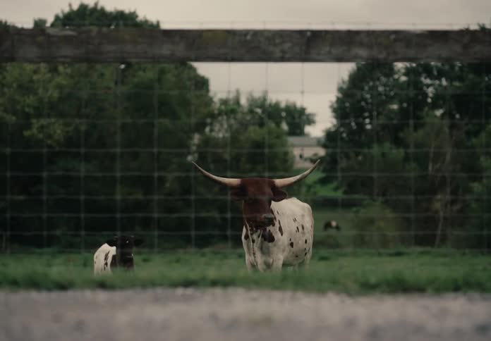 A jogger runs past a large spotted cow with long horns standing in a field with a calf