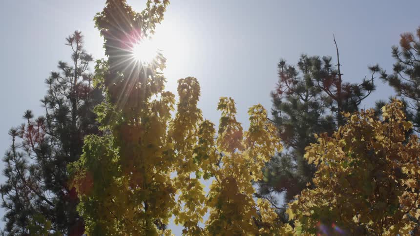 Sun shining through the branches of trees in a wooded area