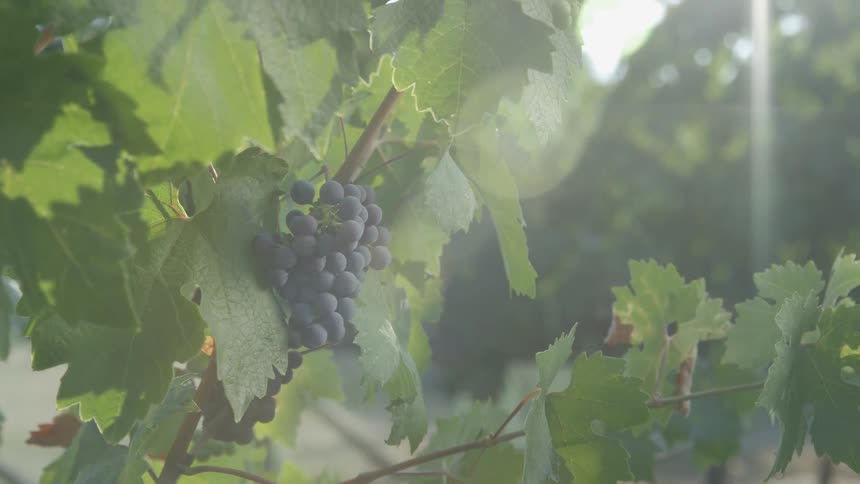 Grapes are growing on vines in a sunny vineyard