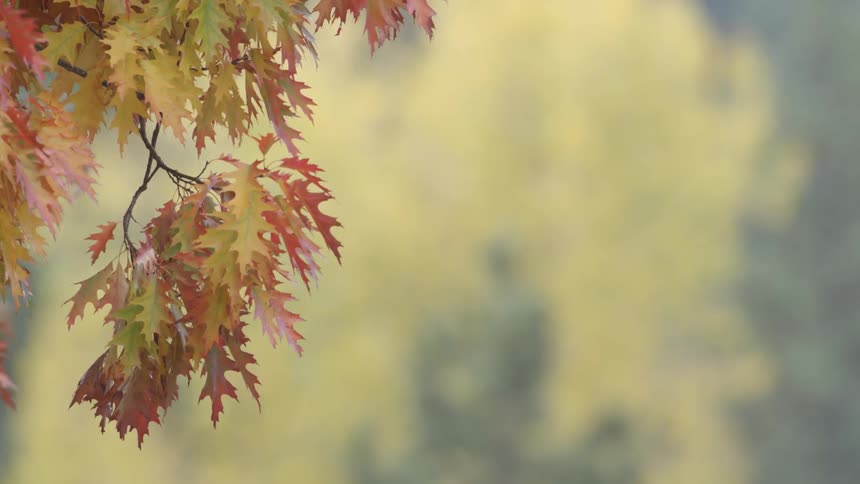 Colorful leaves during the fall season