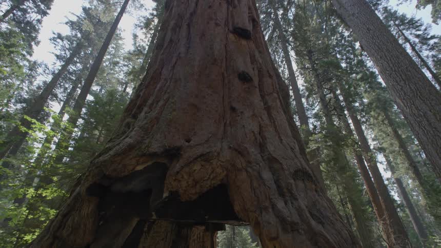 A man walks through a tunnel cut in a tall redwood