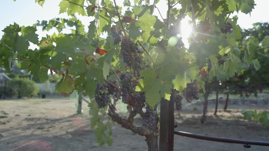 Grapes are hanging off the vine on a sunny day