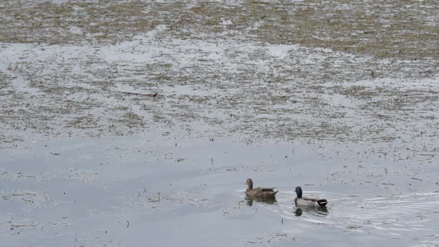 Two ducks swimming carelessly on a pond