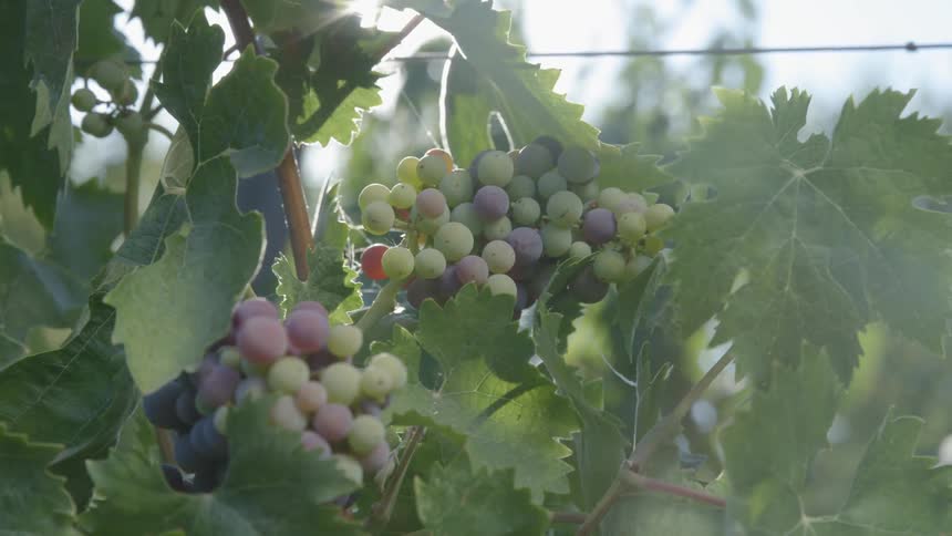 A view of grapes growing on the vine