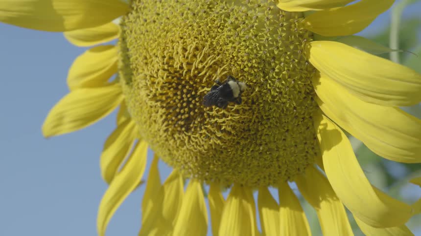 Close up of a bee on a sunflower against a clear blue sky