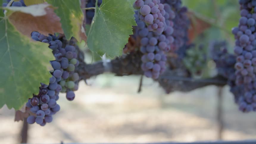 Bunches of grapes hang from a vine