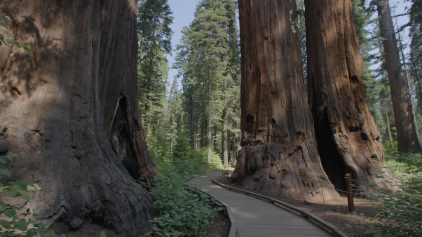 Gigantic trees in a forest