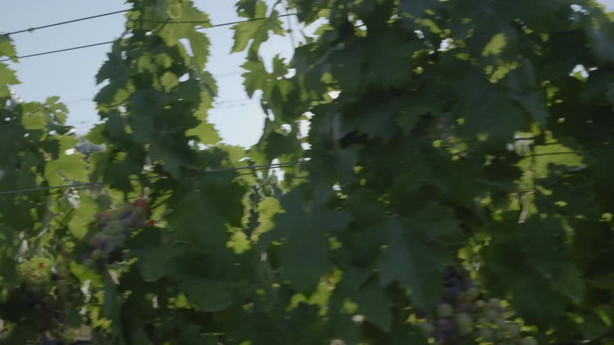 A vineyard on a sunny day