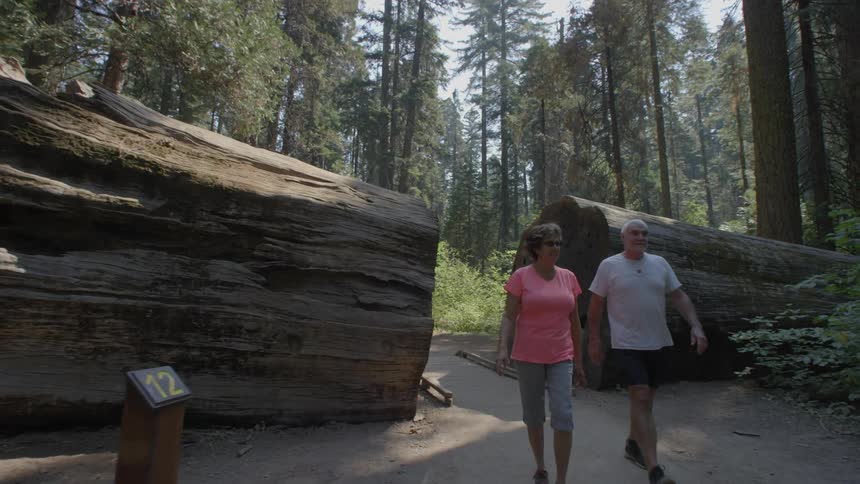 A man and woman walk on a path lined by a large tree trunk in the woods